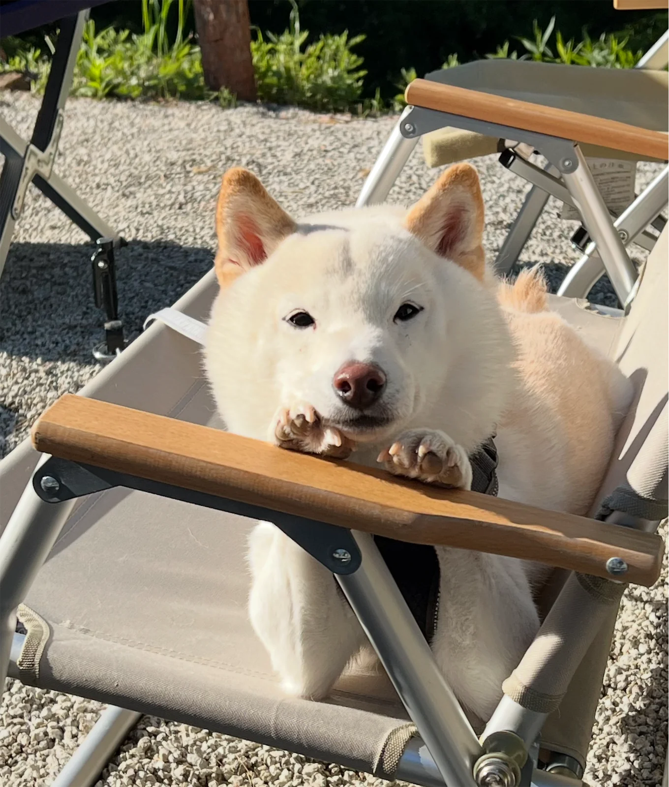 キャンプチェアでくつろぐ白い犬